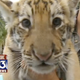 Image for article titled Florida Private Zoo Now Offers Tiger Pool Parties Because We’ve Lost All Respect for Nature